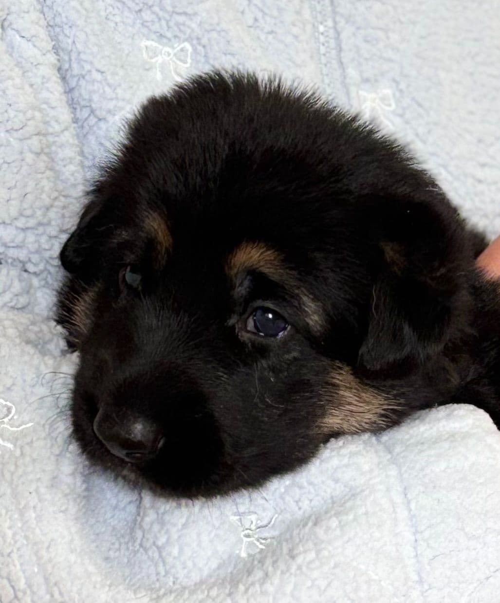 German Shepherd Dog Puppies breeder image 3