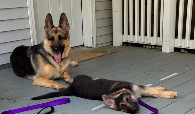 German Shepherd Dog Puppies media 21