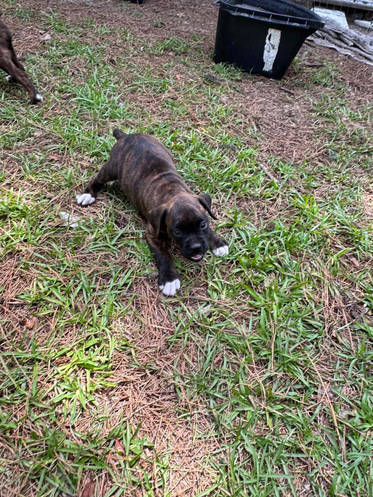 Boxer Puppies breeder image 10