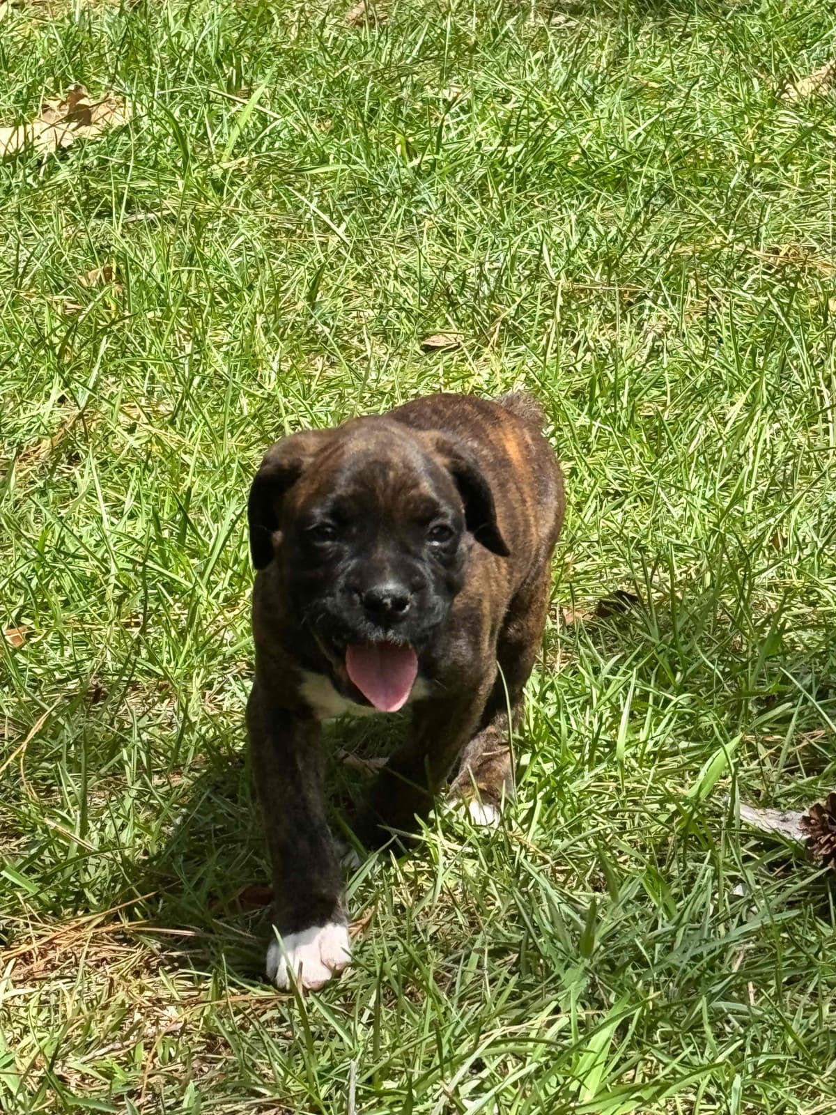 Boxer Puppies breeder image 11