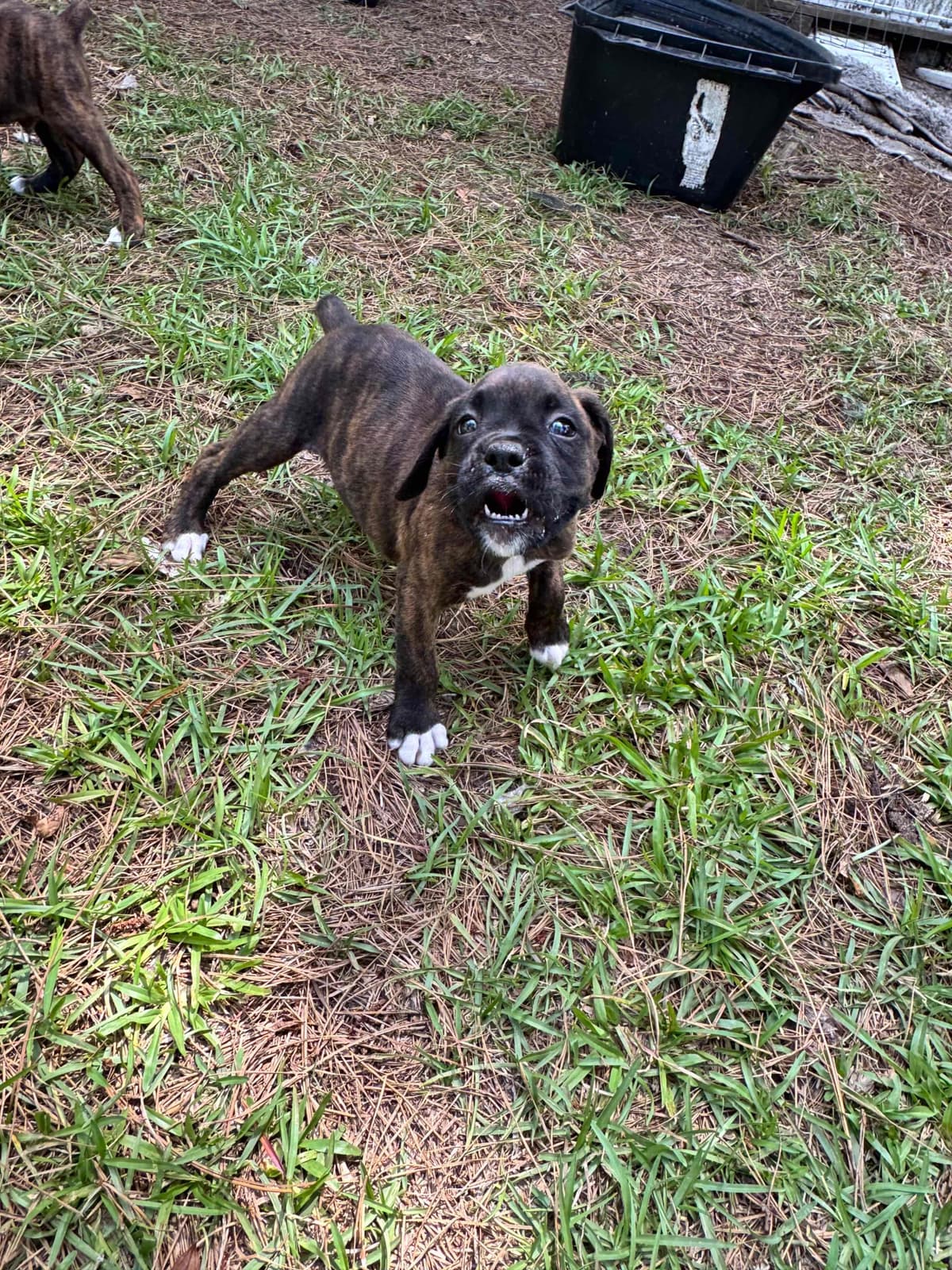 Boxer Puppies breeder image 13