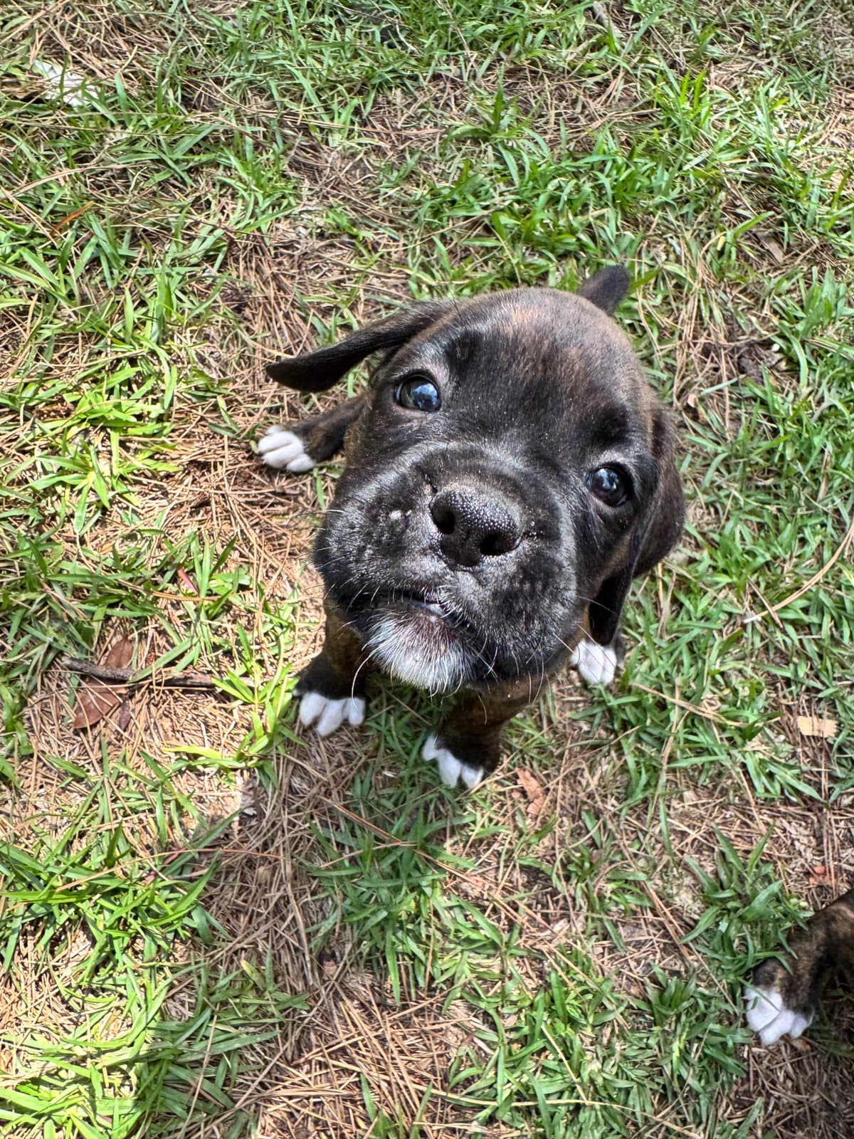 Boxer Puppies breeder image 14