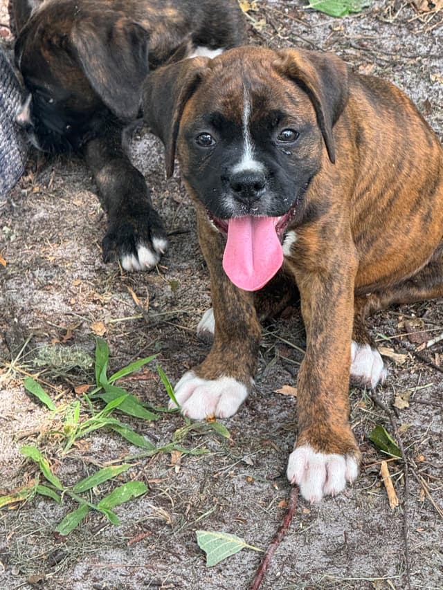 Boxer Puppies media 2