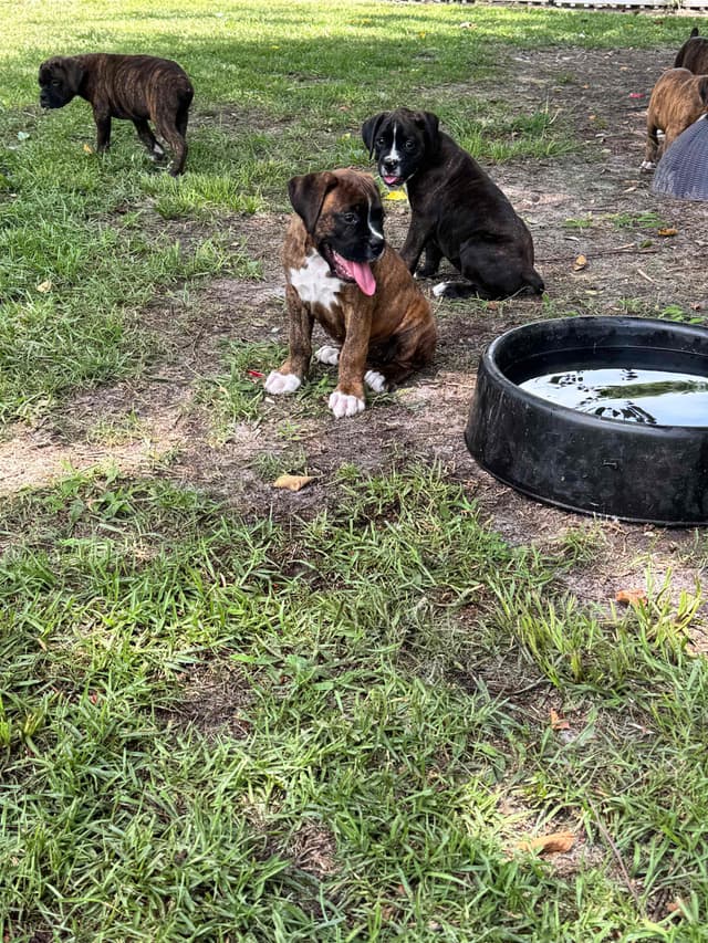 Boxer Puppies media 3