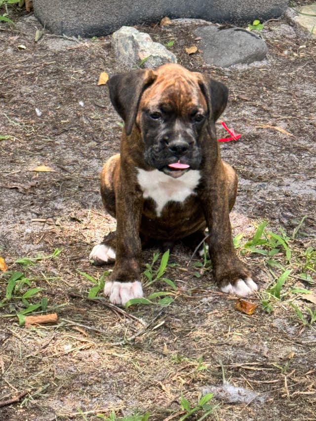Boxer Puppies media 4