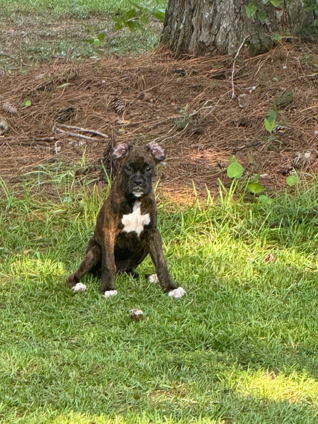 Boxer Puppies media 7