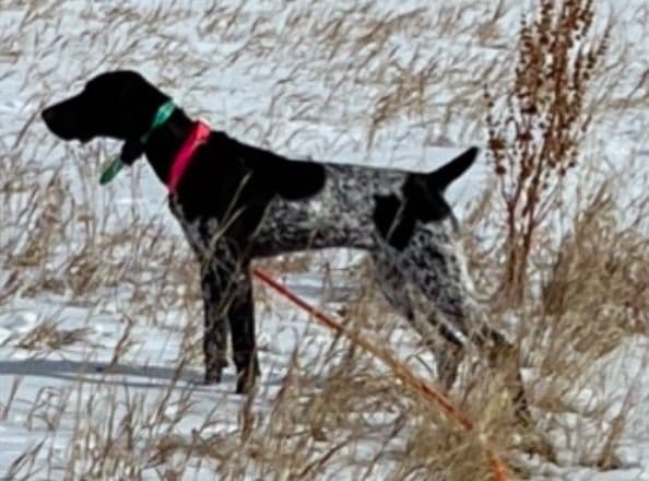 German Shorthaired Pointer Puppies breeder image 1