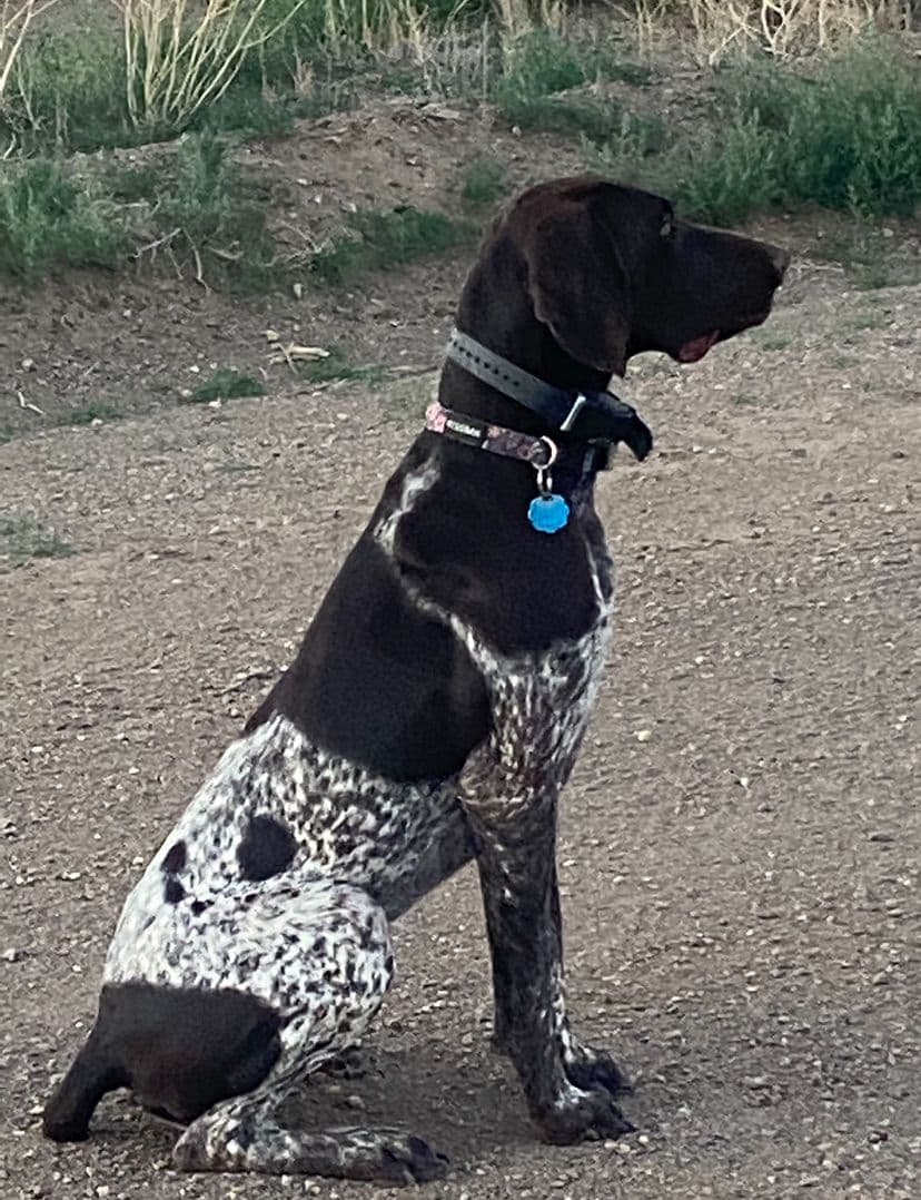 German Shorthaired Pointer Puppies breeder image 2