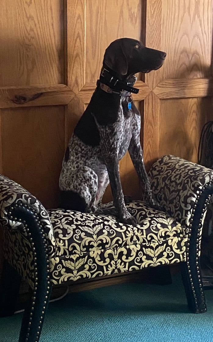 German Shorthaired Pointer Puppies breeder image 3