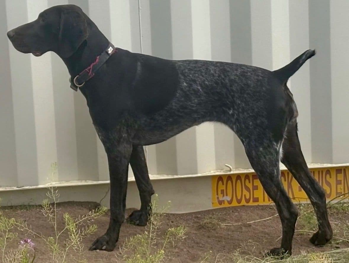 German Shorthaired Pointer Puppies breeder image 4