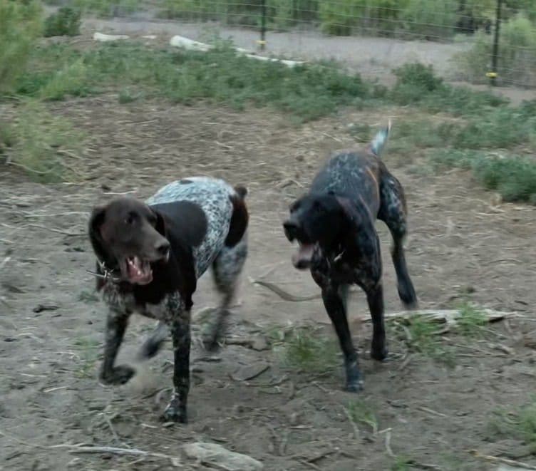 German Shorthaired Pointer Puppies breeder image 8