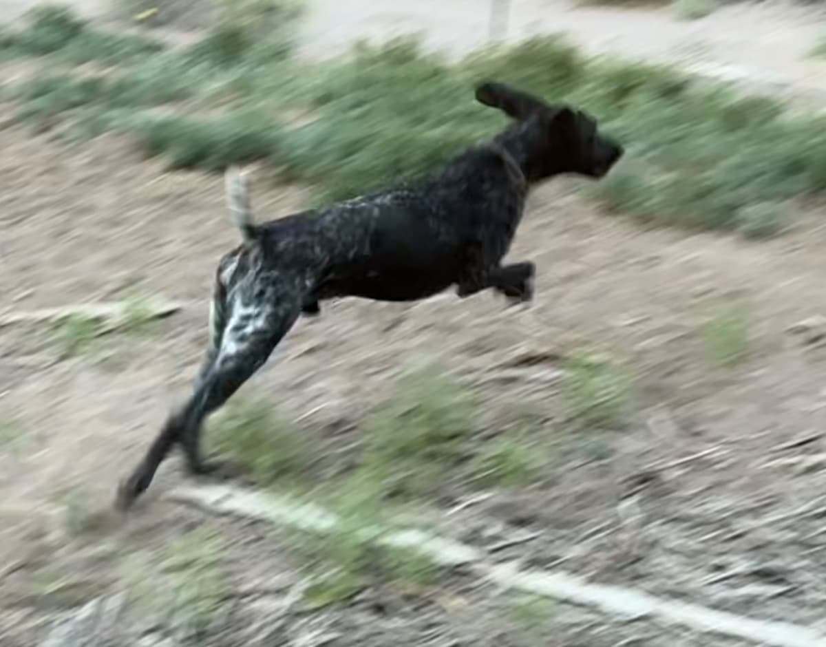 German Shorthaired Pointer Puppies breeder image 6