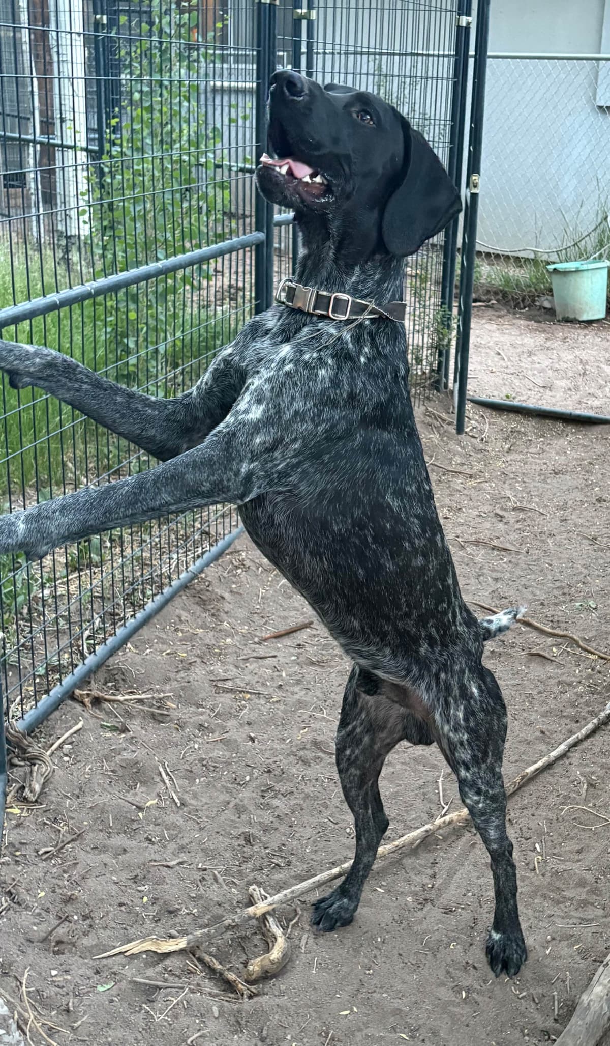 German Shorthaired Pointer Puppies breeder image 7