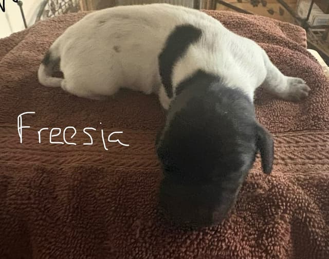 German Shorthaired Pointer Puppies media 5