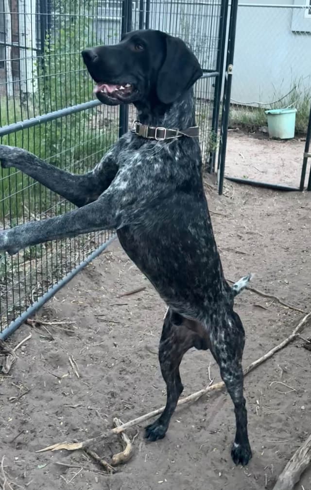 German Shorthaired Pointer Puppies media 7