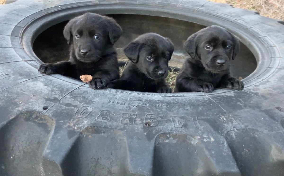 Labrador Retriever Puppies breeder image 1