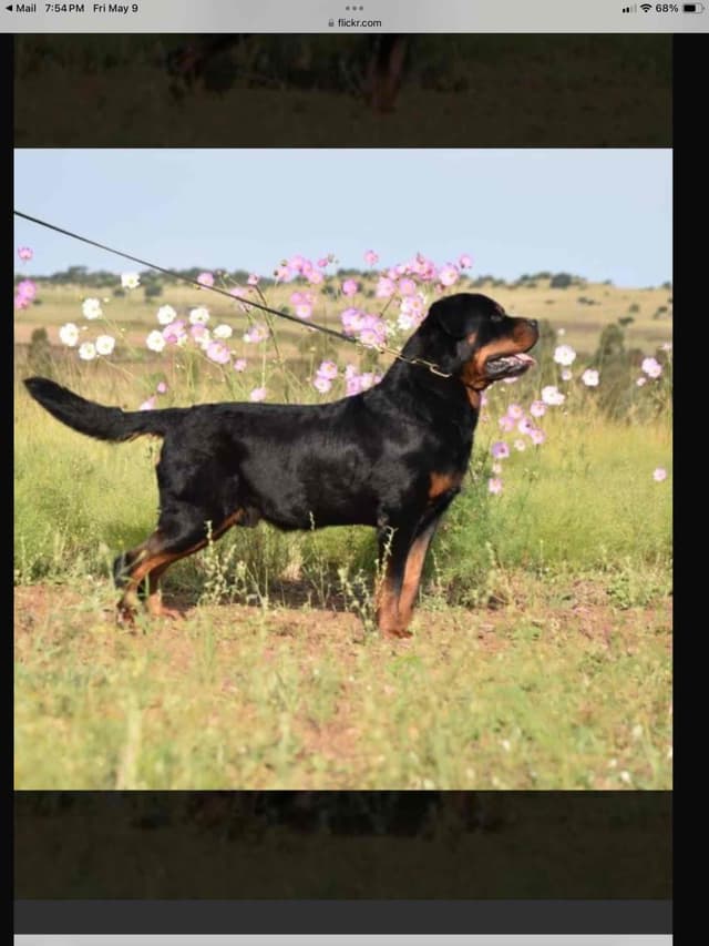 Rottweiler Puppies sired by titled German Import media 2