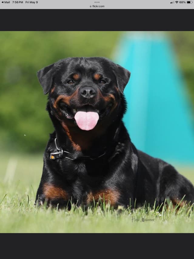 Rottweiler Puppies sired by titled German Import media 3
