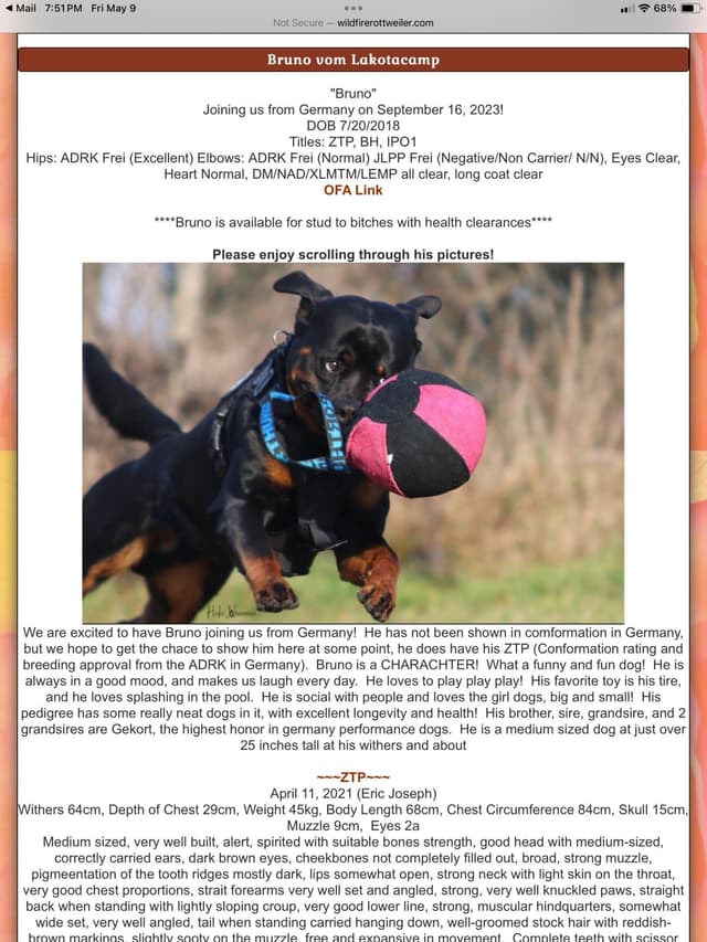 Rottweiler Puppies sired by titled German Import media 4