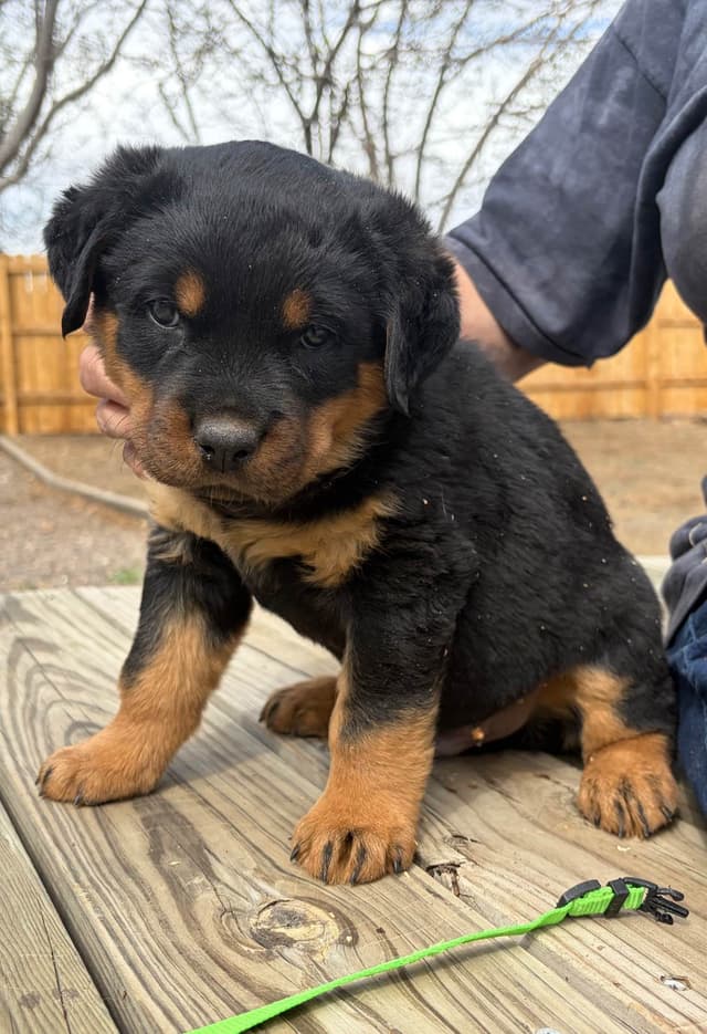 Rottweiler Puppies sired by titled German Import media 5