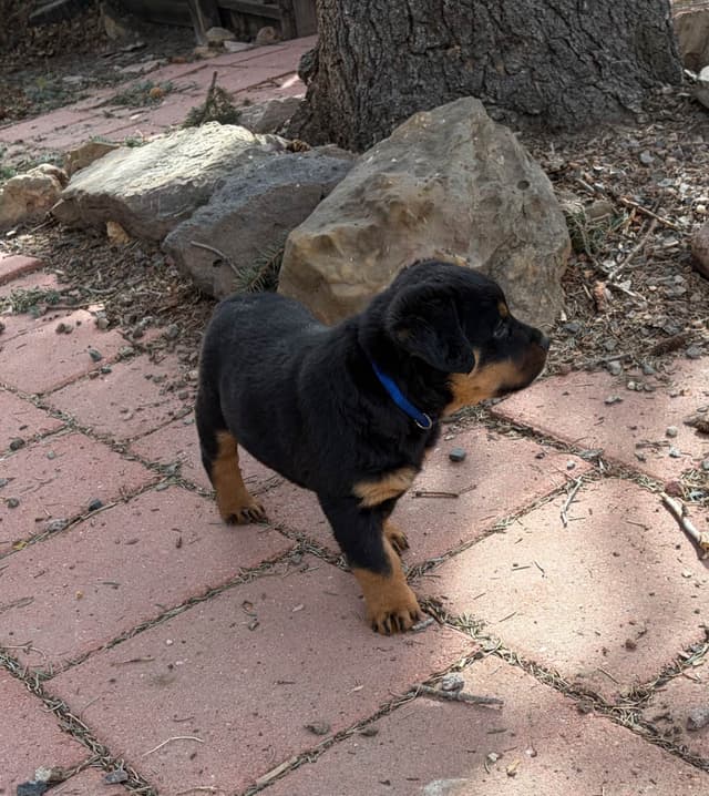 Rottweiler Puppies sired by titled German Import media 6