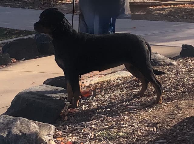 Rottweiler Puppies sired by titled German Import media 7