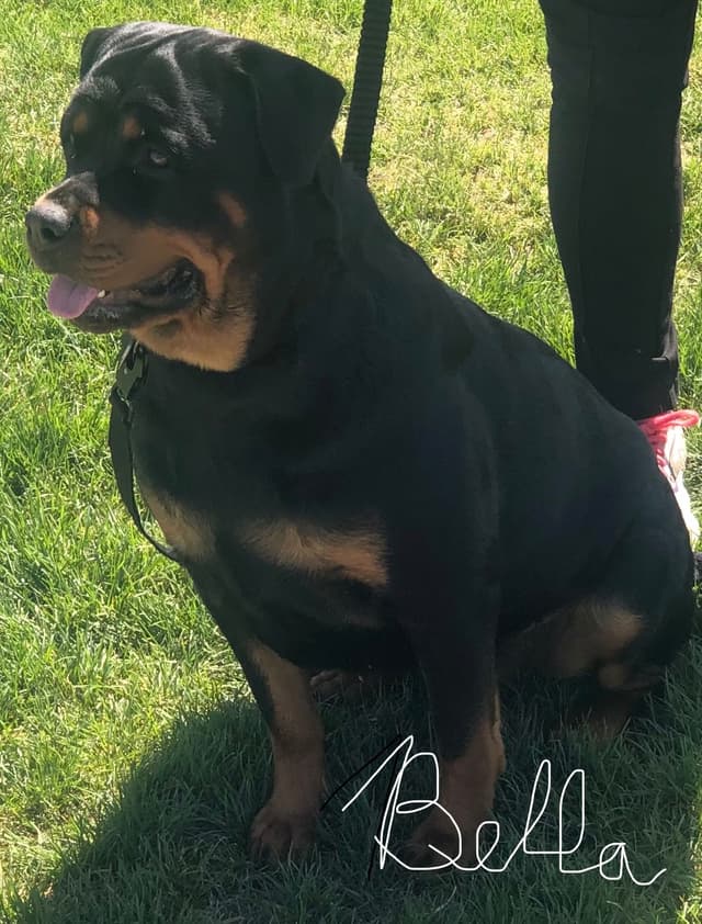 Rottweiler Puppies sired by titled German Import media 8