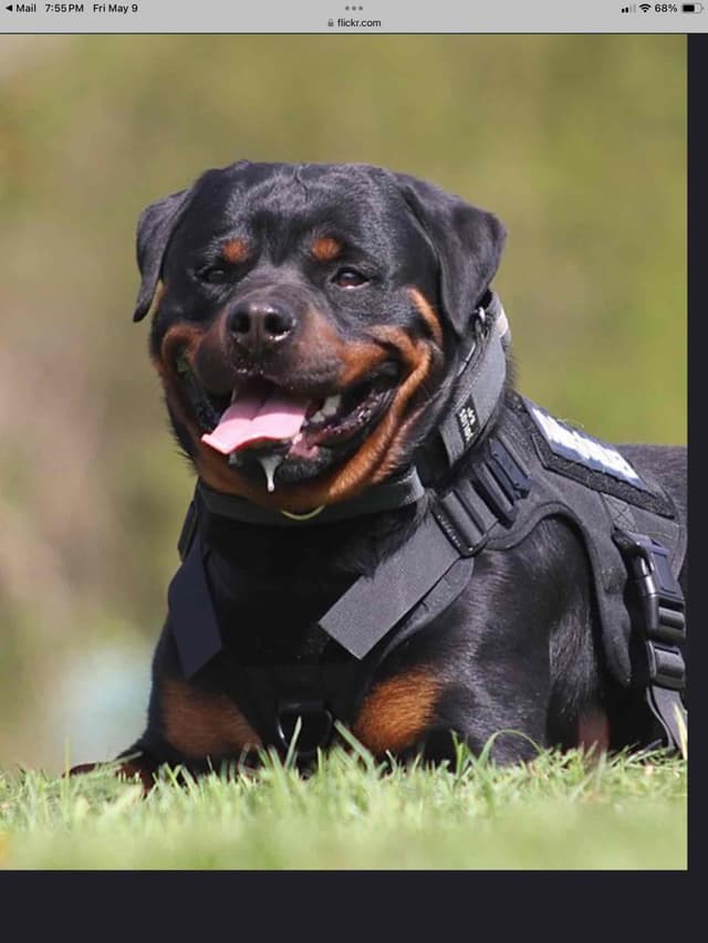 Rottweiler Puppies sired by titled German Import media 9