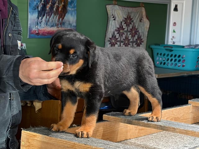 Rottweiler Puppies sired by titled German Import media 10