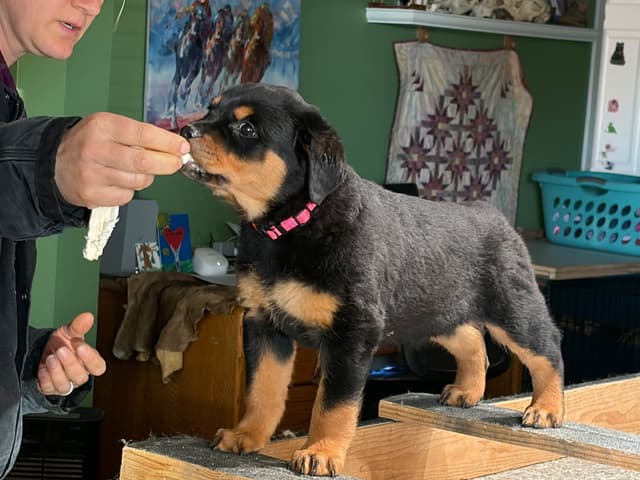 Rottweiler Puppies sired by titled German Import media 11