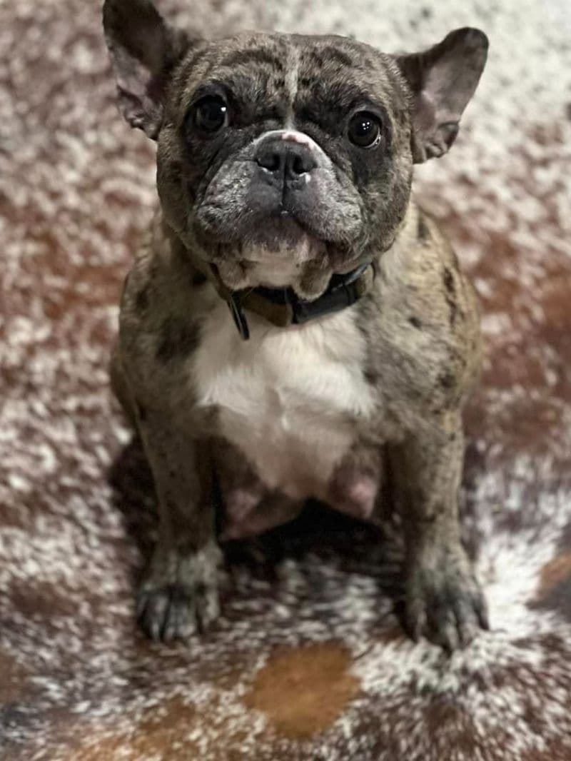 French Bulldog Puppies breeder image 1