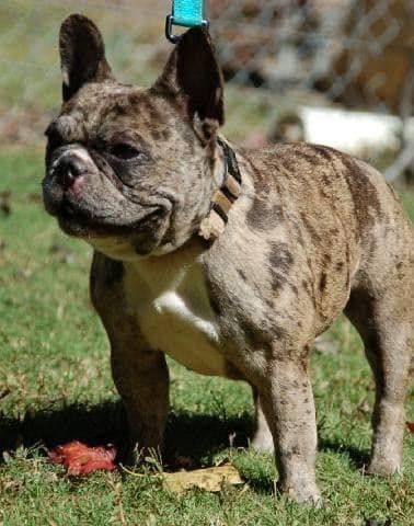 French Bulldog Puppies media 2