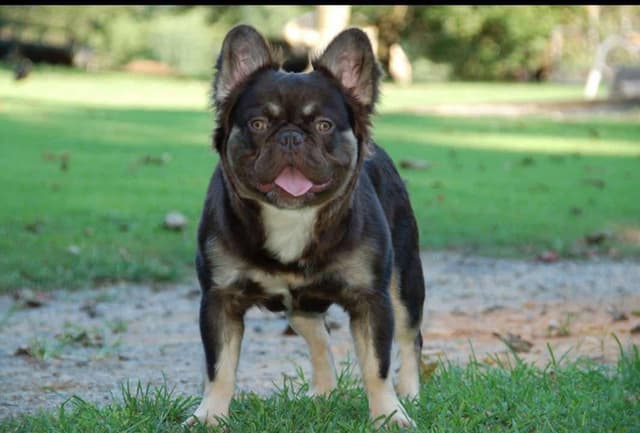 French Bulldog Puppies media 3