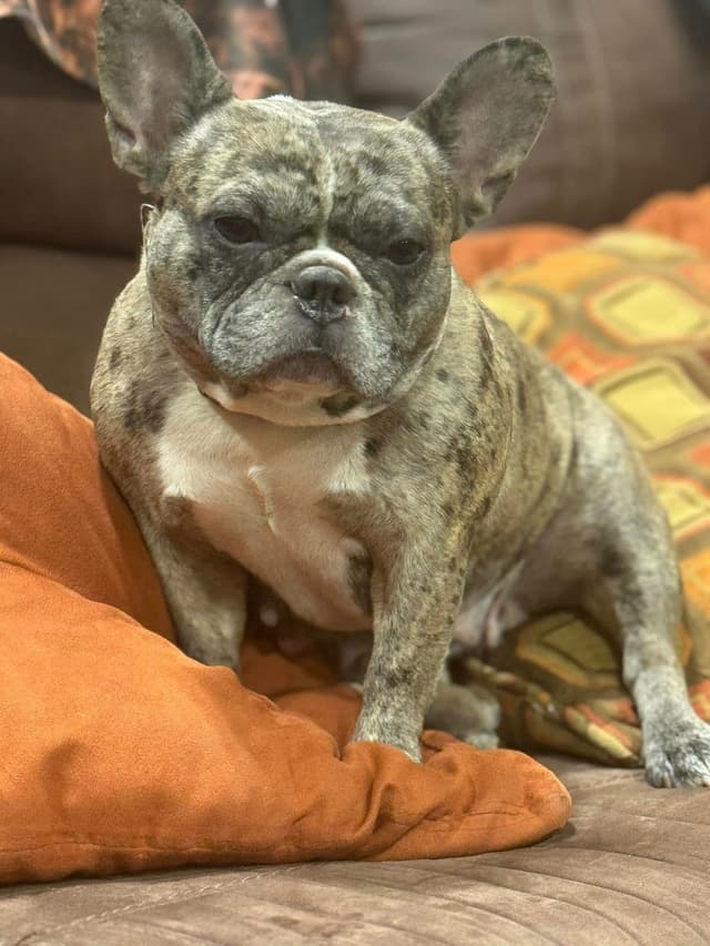 French Bulldog Puppies media 4