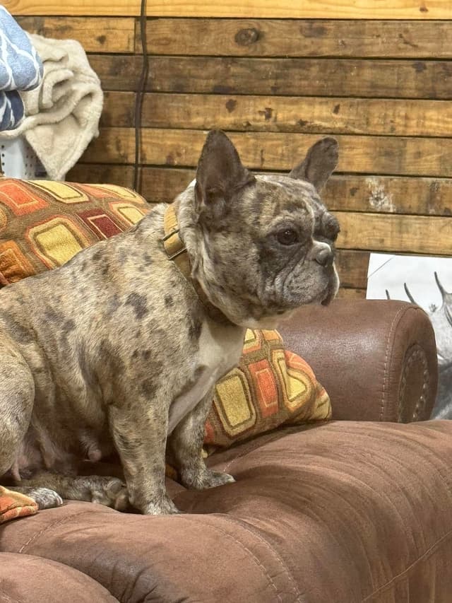French Bulldog Puppies media 5