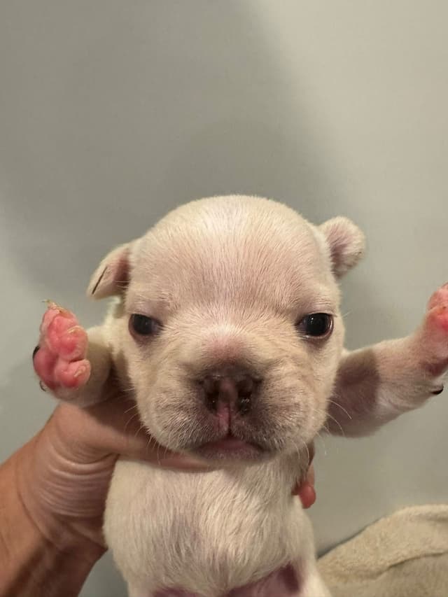 French Bulldog Puppies media 6