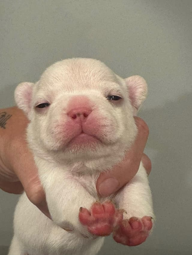 French Bulldog Puppies media 7