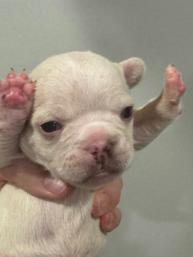 French Bulldog Puppies media 9