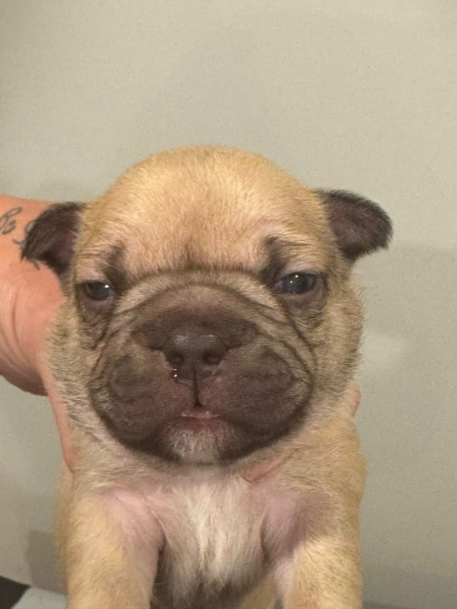 French Bulldog Puppies media 11
