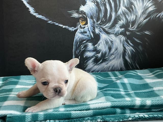 French Bulldog Puppies media 12