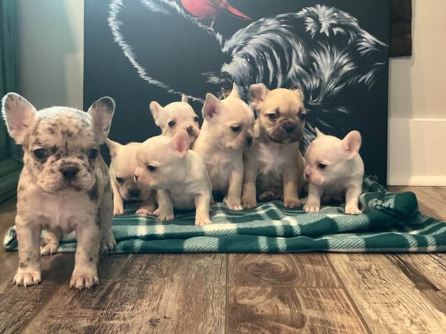 French Bulldog Puppies media 13