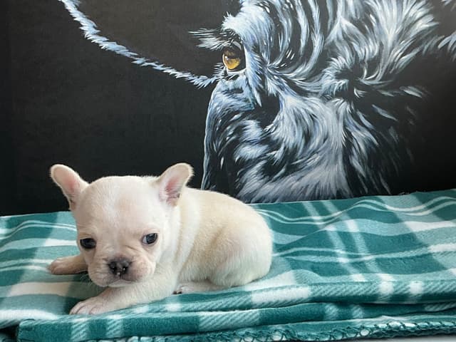 French Bulldog Puppies media 14