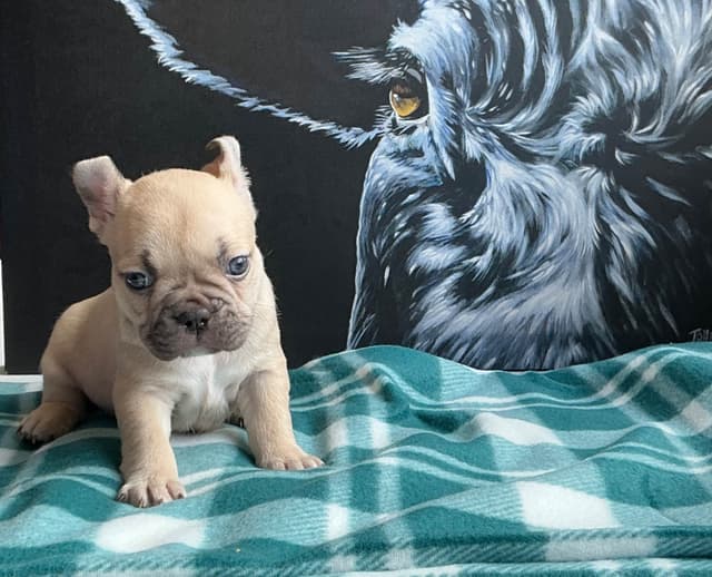 French Bulldog Puppies media 15