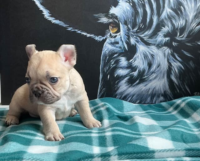 French Bulldog Puppies media 16