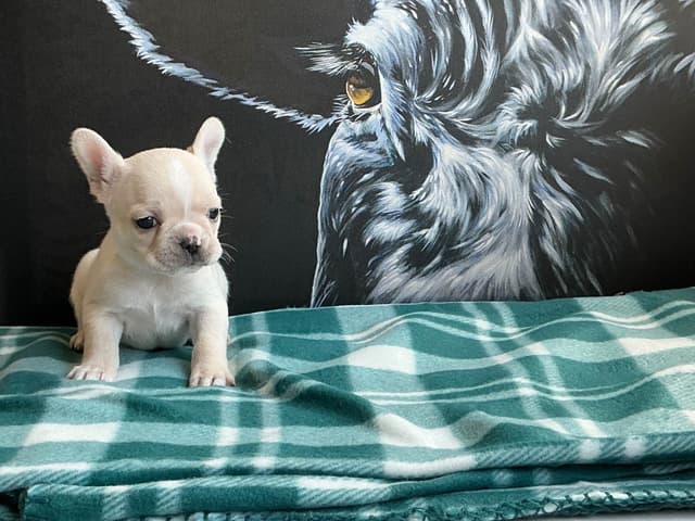 French Bulldog Puppies media 18