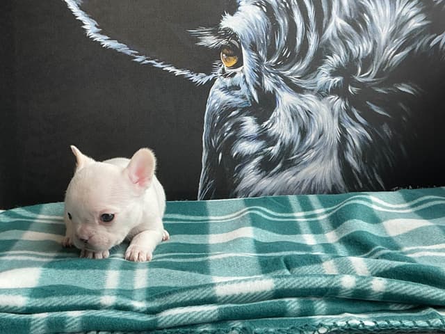 French Bulldog Puppies media 17