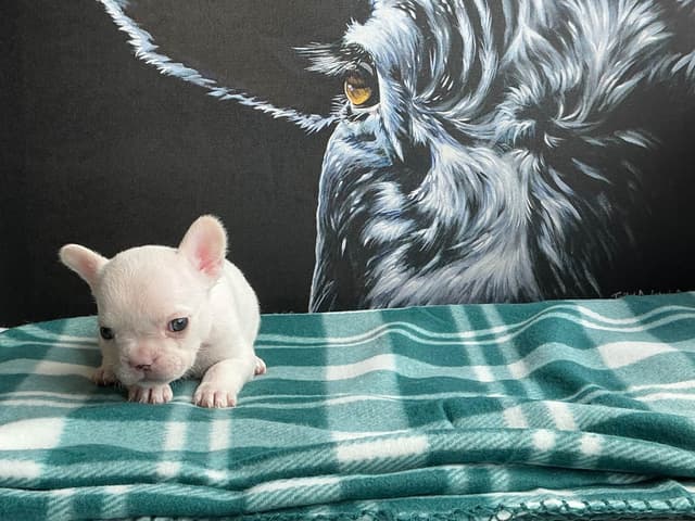French Bulldog Puppies media 21