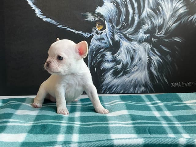 French Bulldog Puppies media 20