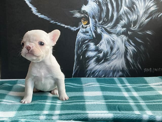 French Bulldog Puppies media 19