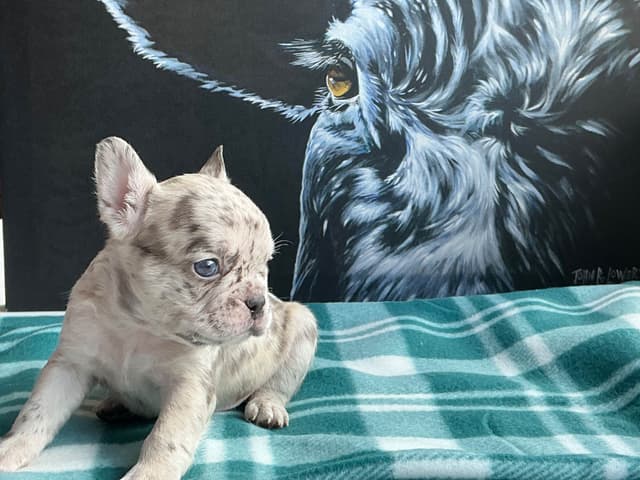 French Bulldog Puppies media 22